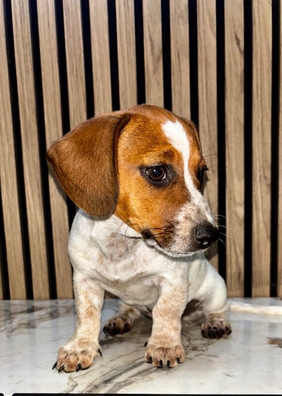 Dachshund puppies for sale in Cheshunt, Hertfordshire – 11 weeks old - Image 3 of 7