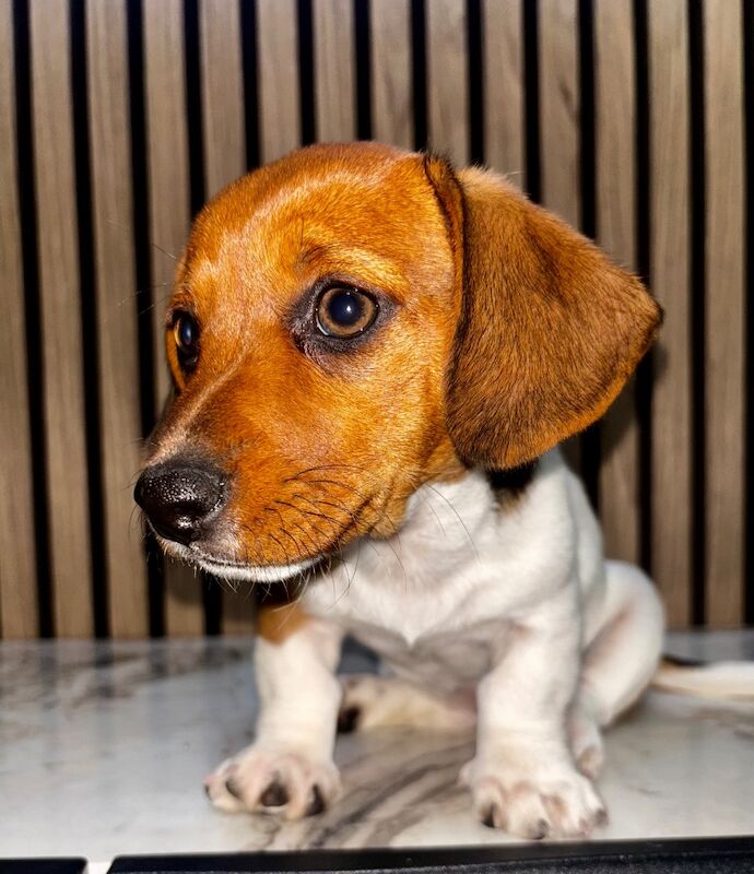 Dachshund puppies for sale in Cheshunt, Hertfordshire – 11 weeks old - Image 4 of 7
