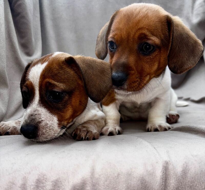 Dachshund puppies for sale in Cheshunt, Hertfordshire – 11 weeks old - Image 6 of 7