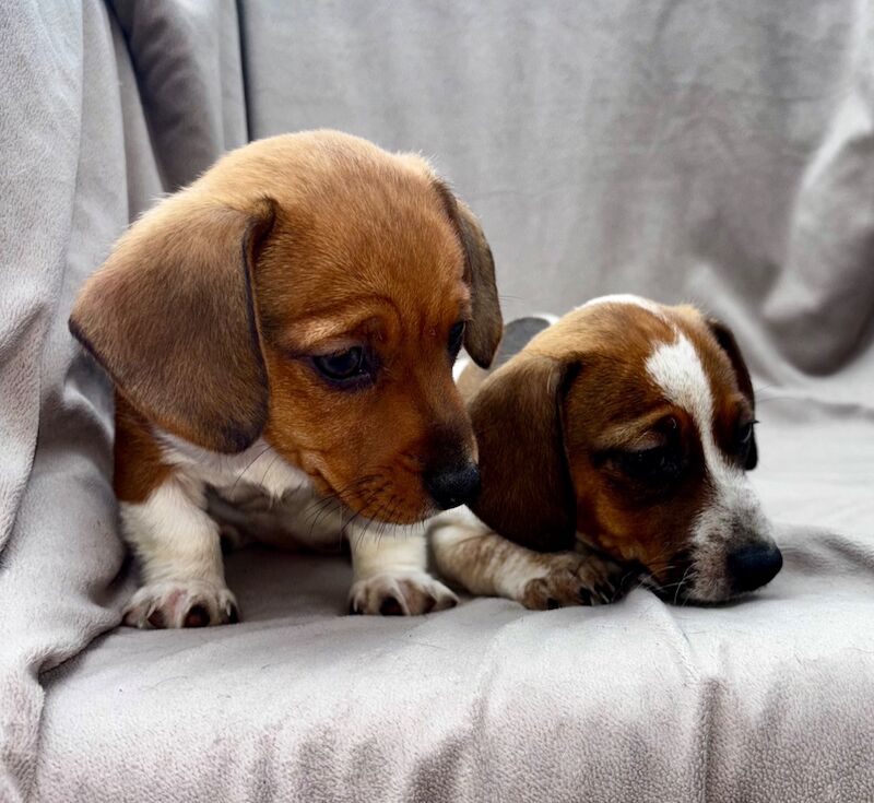 Beautiful rare piebald minature Dachshund Puppies 🐶 for sale in Cheshunt, Hertfordshire