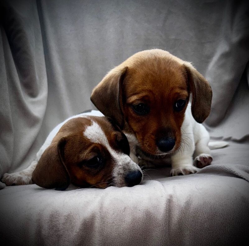 Beautiful rare piebald minature Dachshund Puppies 🐶 for sale in Cheshunt, Hertfordshire | Image 3
