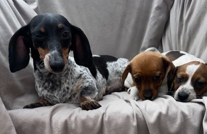 Beautiful rare piebald minature Dachshund Puppies 🐶 for sale in Cheshunt, Hertfordshire | Image 4