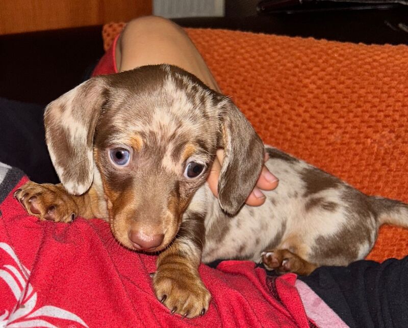 Dachshund puppies for sale in Cardiff / Caerdydd, South Glamorgan – KC registered, 6 weeks old
