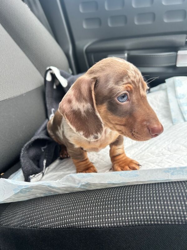 Dachshund puppies for sale in Cardiff / Caerdydd, South Glamorgan – KC registered, 9 weeks old