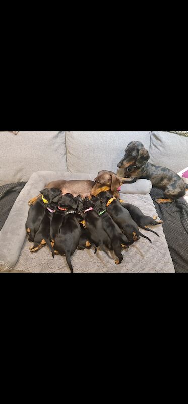 Beautiful smooth hair black and tan puppies for sale in Kenilworth, Warwickshire | Image 2