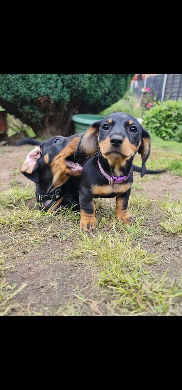 Beautiful smooth hair black and tan puppies for sale in Kenilworth, Warwickshire | Image 3
