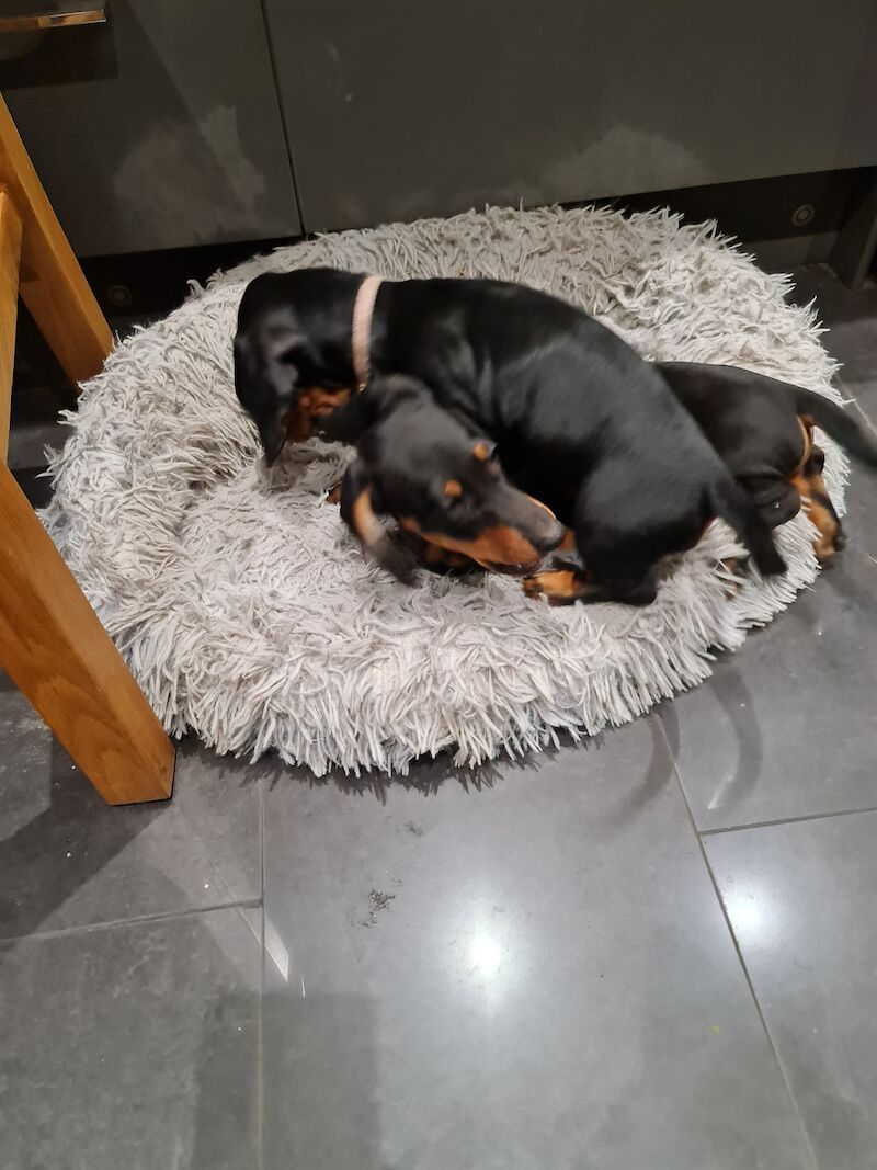 Beautiful smooth hair black and tan puppies for sale in Kenilworth, Warwickshire | Image 4