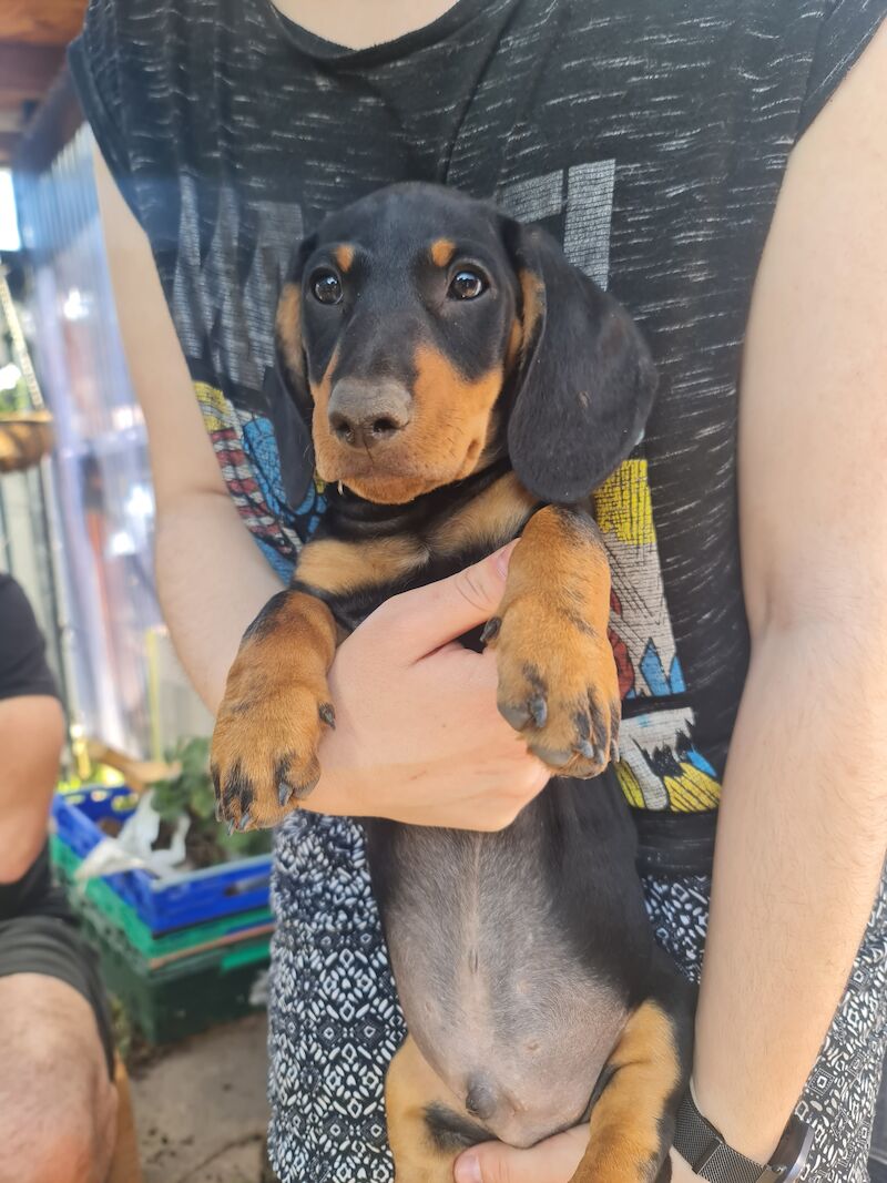 Dachshund puppies for sale in Kenilworth, Warwickshire – 1 year old - Image 5 of 13