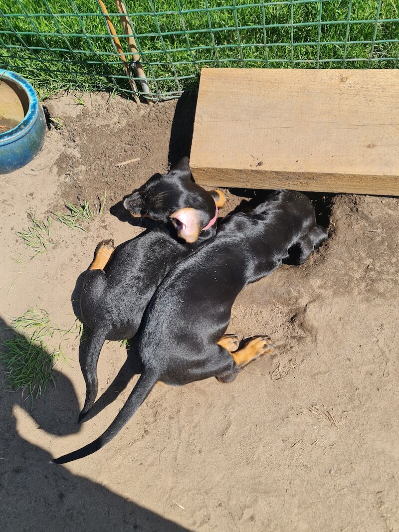 Dachshund puppies for sale in Kenilworth, Warwickshire – 1 year old - Image 6 of 13