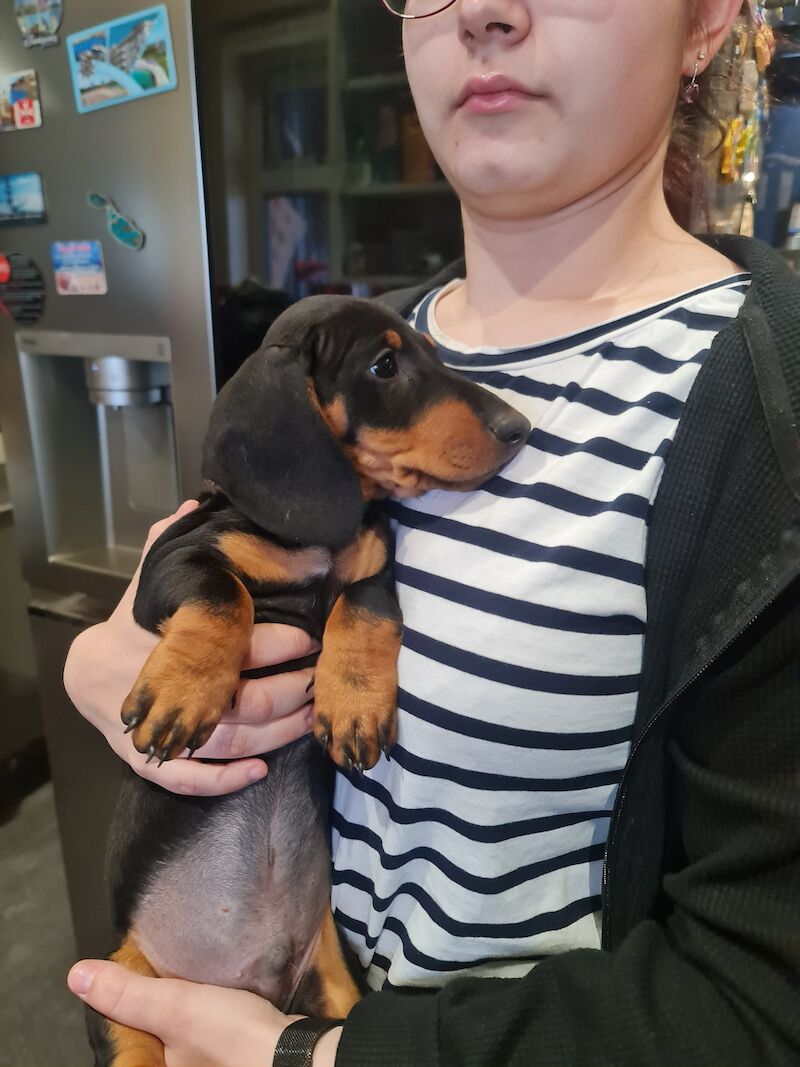 Dachshund puppies for sale in Kenilworth, Warwickshire – 1 year old - Image 7 of 13