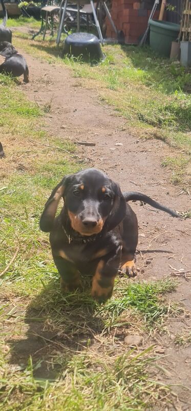 Dachshund puppies for sale in Kenilworth, Warwickshire – 1 year old - Image 8 of 13