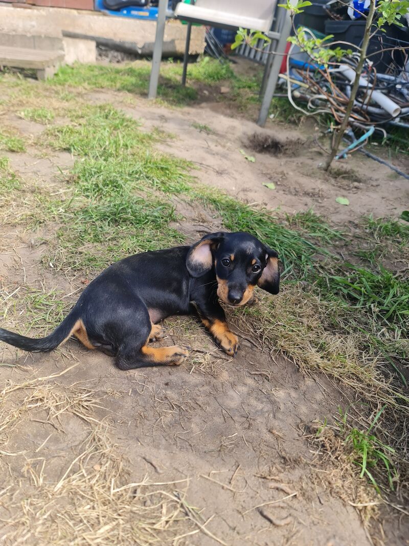Dachshund puppies for sale in Kenilworth, Warwickshire – 1 year old - Image 9 of 13