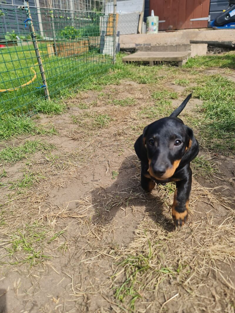 Dachshund puppies for sale in Kenilworth, Warwickshire – 1 year old - Image 10 of 13