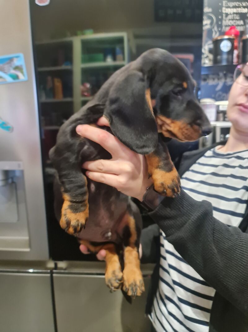 Dachshund puppies for sale in Kenilworth, Warwickshire – 1 year old - Image 11 of 13