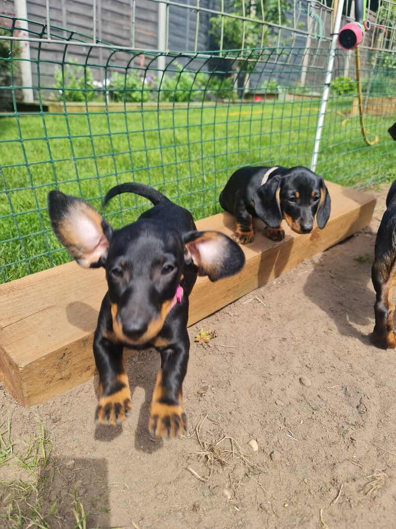 Dachshund puppies for sale in Kenilworth, Warwickshire – 1 year old - Image 12 of 13