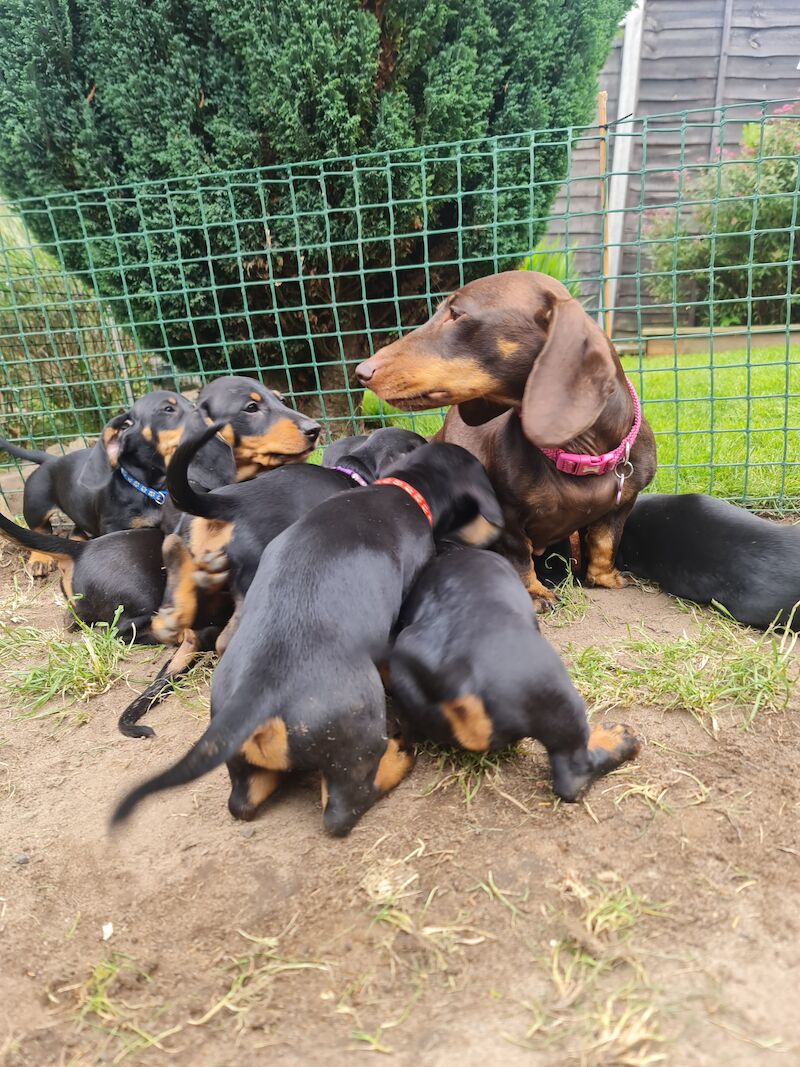 Dachshund puppies for sale in Kenilworth, Warwickshire – 1 year old - Image 13 of 13