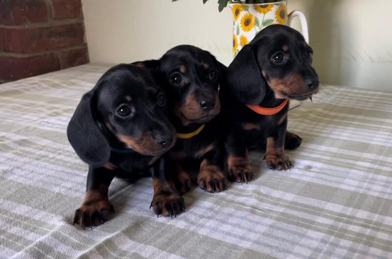 Beautiful smooth haired miniature pups looking for loving homes for sale in Swindon, Wiltshire