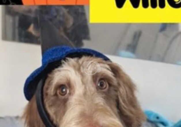 Dachshund puppies for sale in Stourbridge, West Midlands – 2 years old - Image 1 of 5