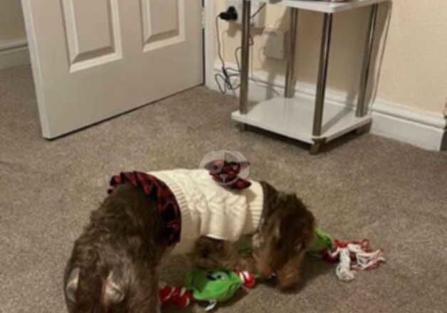 Dachshund puppies for sale in Stourbridge, West Midlands – 2 years old - Image 2 of 5