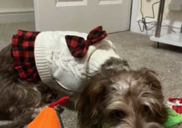 Dachshund puppies for sale in Stourbridge, West Midlands – 2 years old - Image 3 of 5