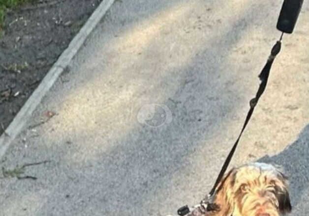 Dachshund puppies for sale in Stourbridge, West Midlands – 2 years old - Image 5 of 5