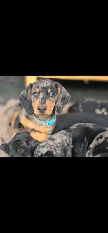 Dachshund puppies for sale in Kenilworth, Warwickshire – 10 weeks old