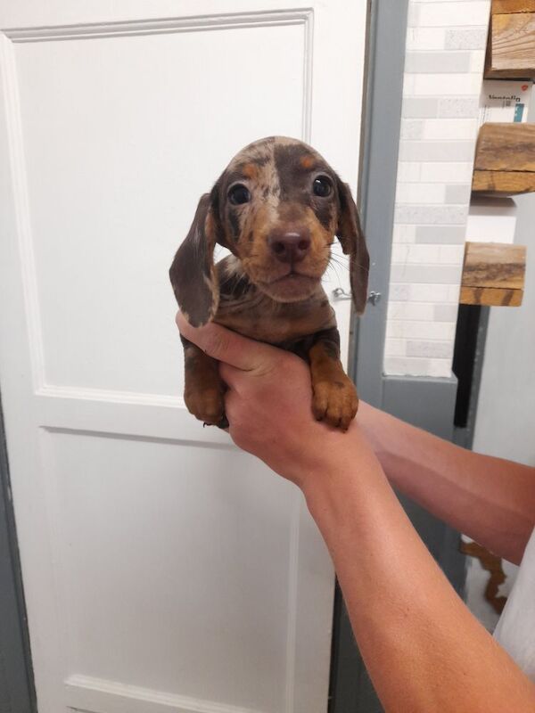 Dachshund puppies for sale in Bradford, West Yorkshire – 9 weeks old