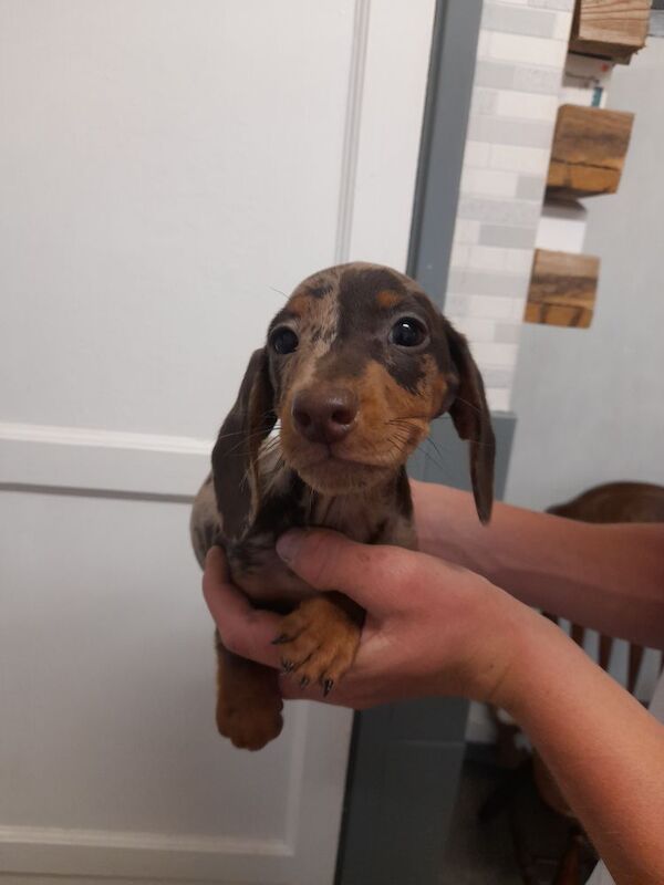 Dachshund puppies for sale in Bradford, West Yorkshire – 9 weeks old - Image 2 of 8