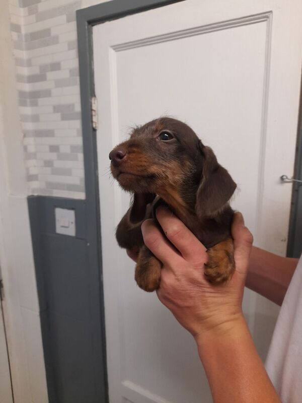 Dachshund puppies for sale in Bradford, West Yorkshire – 9 weeks old - Image 3 of 8