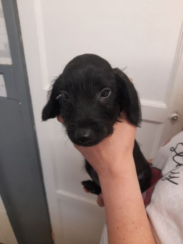 Dachshund puppies for sale in Bradford, West Yorkshire – 9 weeks old - Image 4 of 8