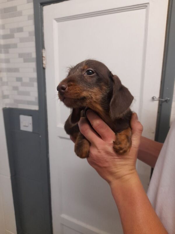 Dachshund puppies for sale in Bradford, West Yorkshire – 9 weeks old - Image 5 of 8