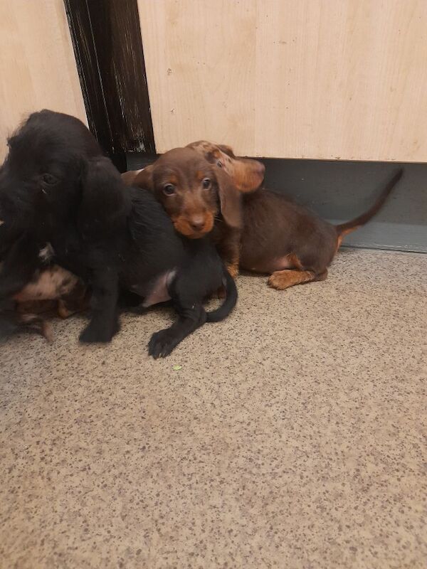 Dachshund puppies for sale in Bradford, West Yorkshire – 9 weeks old - Image 6 of 8