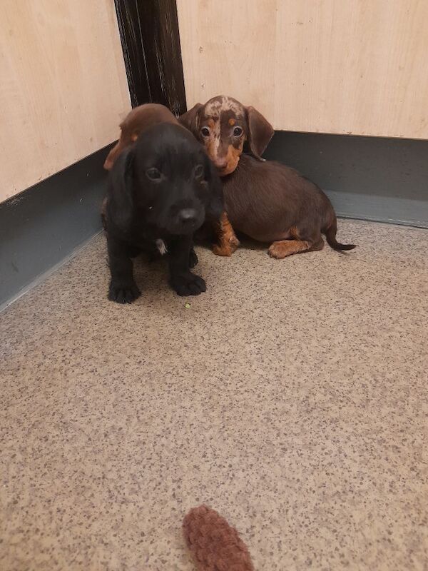 Dachshund puppies for sale in Bradford, West Yorkshire – 9 weeks old - Image 7 of 8