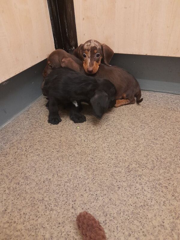 Dachshund puppies for sale in Bradford, West Yorkshire – 9 weeks old - Image 8 of 8