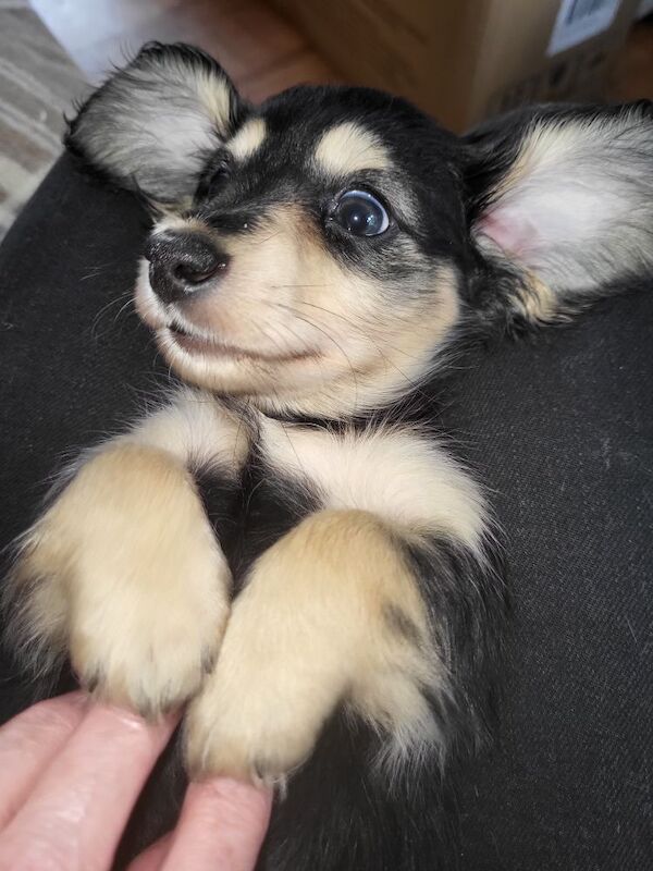 Dachshund puppies for sale in Gainsborough, Lincolnshire – KC registered, 7 weeks old