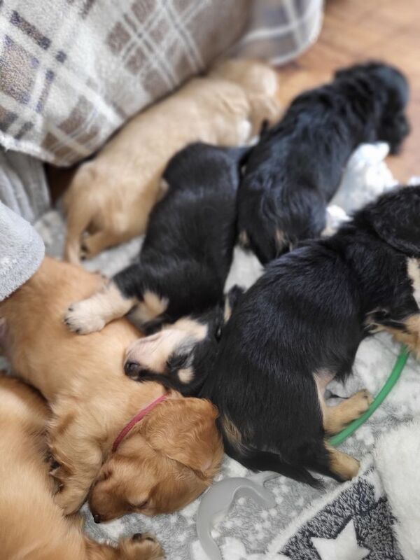 Dachshund puppies for sale in Gainsborough, Lincolnshire – KC registered, 7 weeks old - Image 3 of 7
