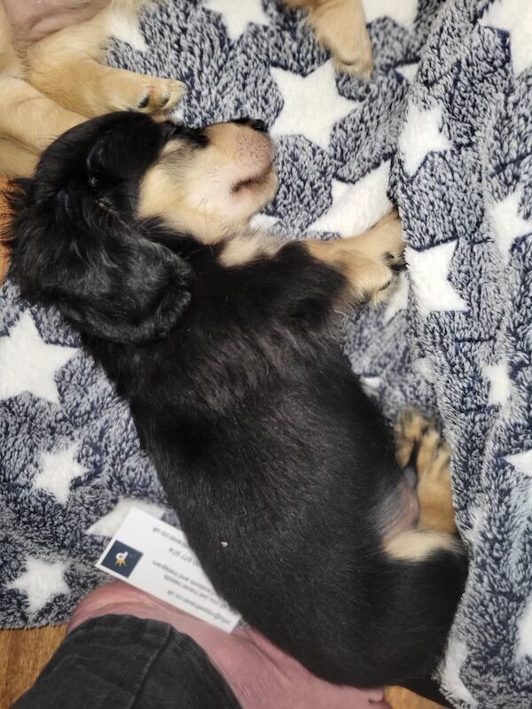 Dachshund puppies for sale in Gainsborough, Lincolnshire – KC registered, 7 weeks old - Image 5 of 7