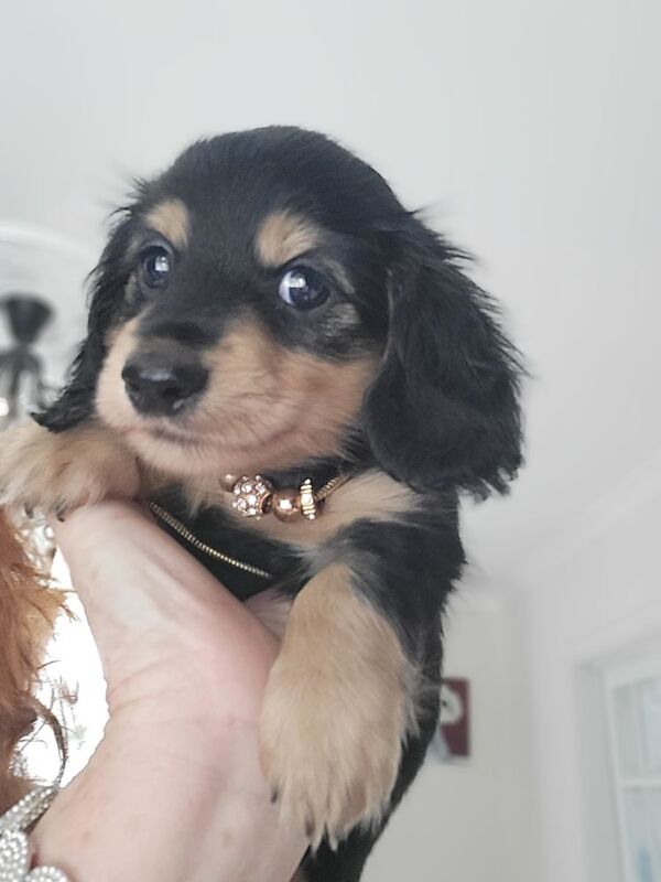 Dachshund puppies for sale in Gainsborough, Lincolnshire – KC registered, 7 weeks old - Image 6 of 7