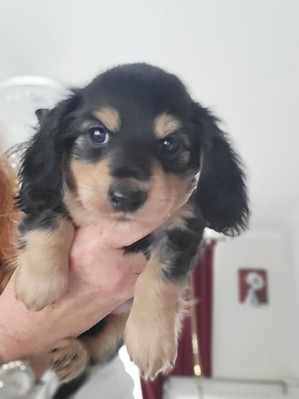 Dachshund puppies for sale in Gainsborough, Lincolnshire – KC registered, 7 weeks old - Image 7 of 7