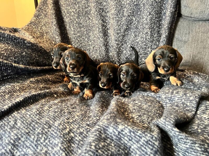 Black and Tan Standard Wire Puppies for sale in PE32 1EU - Image 1