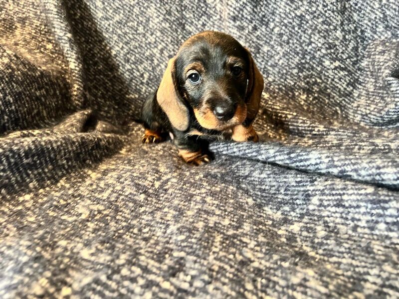 Black and Tan Standard Wire Puppies for sale in PE32 1EU - Image 4