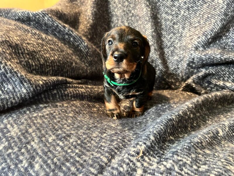 Black and Tan Standard Wire Puppies for sale in PE32 1EU - Image 6