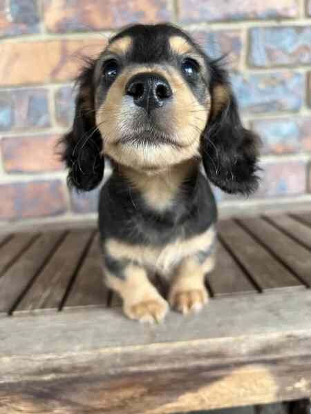 Black/tan & red Dachshunds for sale in Bournemouth, Dorset