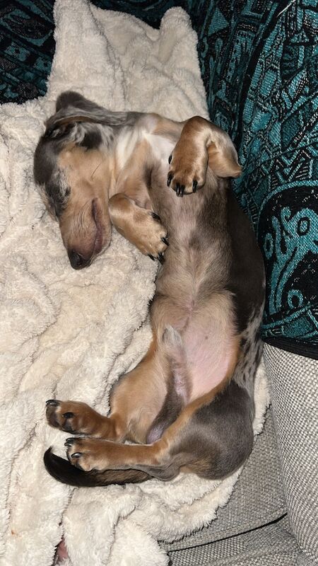 Blue Dapple Miniature dachshund for sale in Burntwood, Staffordshire