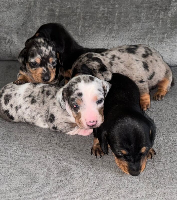 Blue/tan/white dapple KC registered miniature dachshunds for sale in Heywood, Greater Manchester