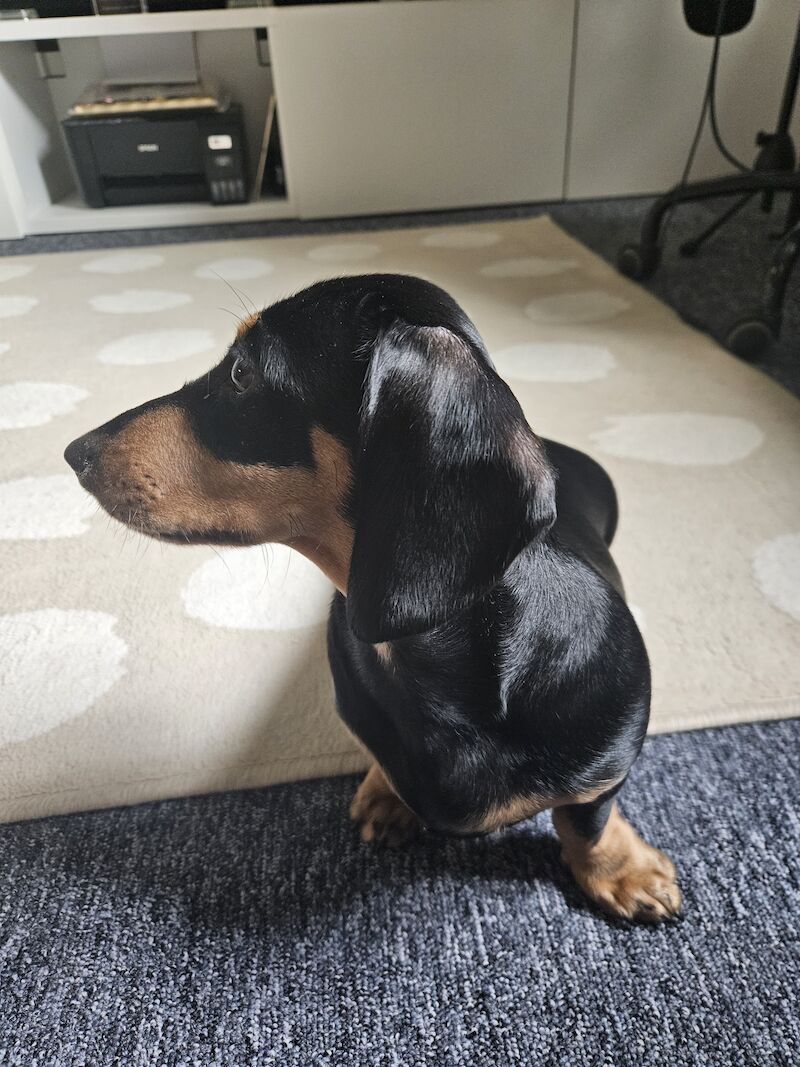 BOY Black and Tan Miniature Dachshund for sale in Southampton, Hampshire