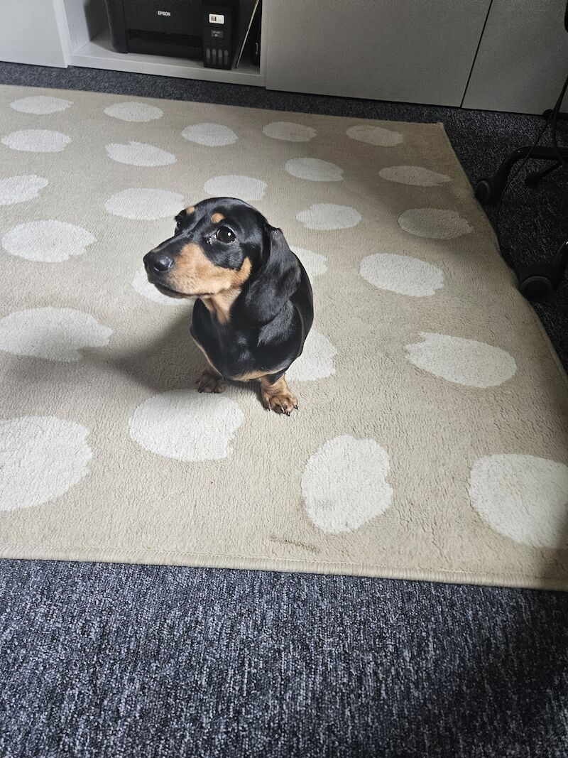 BOY Black and Tan Miniature Dachshund for sale in Southampton, Hampshire | Image 3
