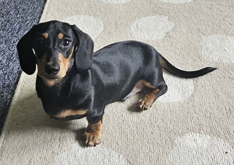 Dachshund puppies for sale in Southampton, Hampshire – 1 year old - Image 5 of 9
