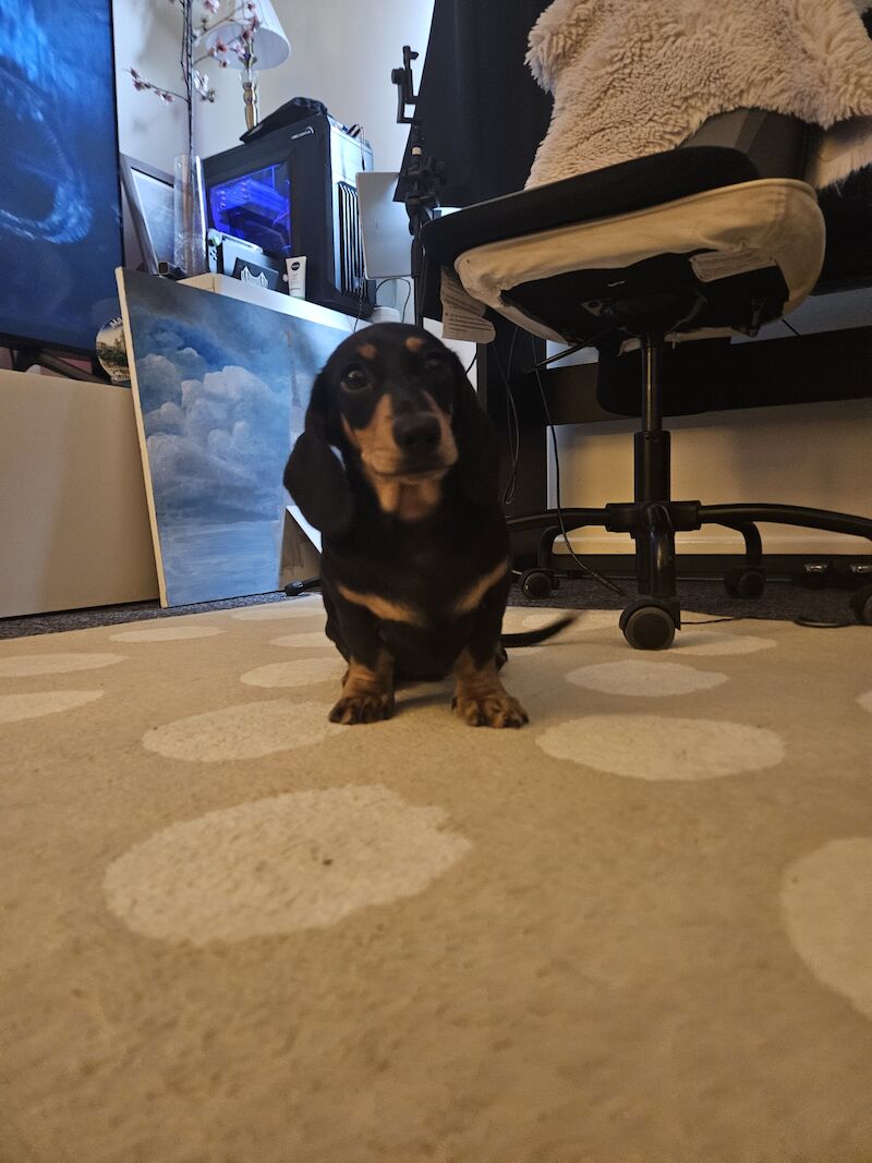 Dachshund puppies for sale in Southampton, Hampshire – 1 year old - Image 9 of 9