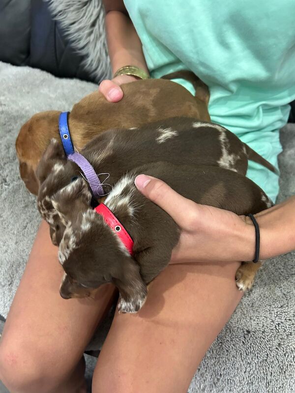Dachshund puppies for sale in Newton-le-Willows, Merseyside – KC registered, 4 months old